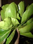 : - Brighamia rockii