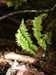 : - Adenophorus tamariscinus