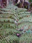 : - Athyrium microphyllum