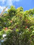 Rote Kassia - Cassia grandis