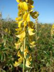 : - Crotalaria incana