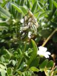 Alpen-Tragant-Astragalus alpinus