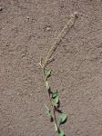 Floridaklee - Desmodium tortuosum