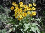 Pfeilblättrige Balsamwurzel - Balsamorhiza sagittata