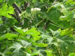 Baumspinat - Cnidoscolus aconitifolius