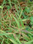 : - Digitaria setigera