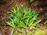 : - Elaphoglossum wawrae