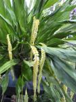 : - Dendrochilum magnum