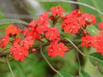 Korallenröschen - Euphorbia fulgens