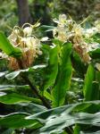 Schmetterlingsingwer - Hedychium flavescens