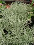 Tianshan-Strohblume - Helichrysum thianschanicum