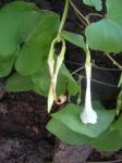 : - Ipomoea tuboides