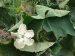 Flaschenkürbis - Lagenaria siceraria