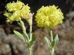 : - Eriogonum douglasii