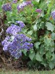 : - Limonium arborescens