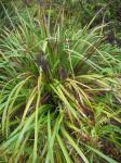 : - Machaerina angustifolia