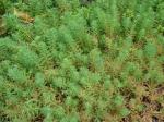 Brasilianisches Tausendblatt - Myriophyllum aquaticum
