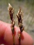 Schmalblätterige Segge - Carex stenophylla