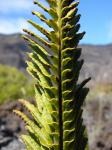 : - Polypodium pellucidum