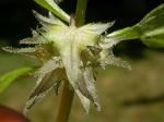 Scharfkraut - Asperugo procumbens