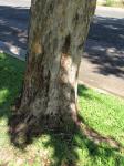Narrabaum - Pterocarpus indicus