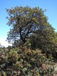 : - Santalum haleakalae