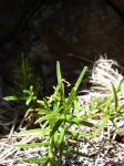 : - Schiedea haleakalensis