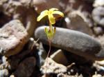 : - Gymnosteris nudicaulis