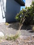 : - Trisetum glomeratum