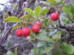 Echte Bärentraube-Arctostaphylos uva-ursi