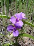 : - Tradescantia bracteata