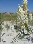 : - Astragalus racemosus