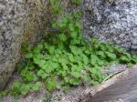 : - Pterostegia drymarioides