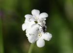 : - Plagiobothrys nothofulvus