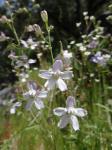 : - Delphinium gracilentum