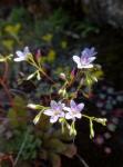 : - Lewisia serrata