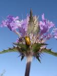 Distel-Salbei - Salvia carduacea