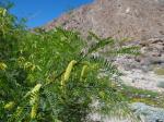 : - Prosopis glandulosa var. torreyana