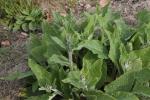 Ausdauernde Ochsenzunge - Pentaglottis sempervirens