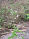 Zitronenstrauch - Aloysia citriodora