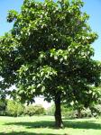: - Artocarpus sericicarpus
