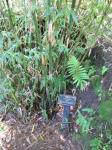 : - Bambusa glaucophylla
