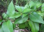 : - Bidens conjuncta
