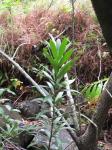 : - Brexia madagascariensis