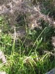 : - Carex longii