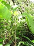 : - Cyanea scabra