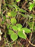 : - Cyrtandra platyphylla