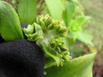 : - Dubautia laxa subsp. laxa