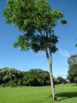 :-Garcinia madruno