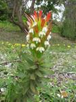 Mimetes cucullatus f. laxa - Mimetes cucullatus